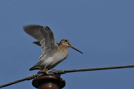 Image of Swinhoe's Snipe