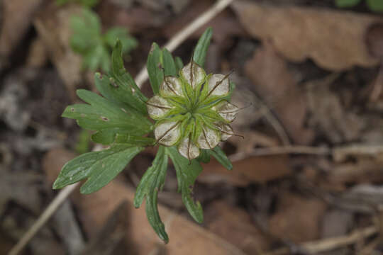 Plancia ëd Eranthis stellata Maxim.