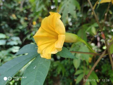 Image of Spanish arborvine