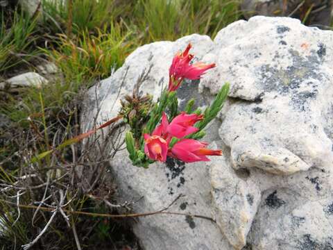 Image of Erica alfredii Guthrie & Bolus