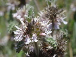 Image of horehound