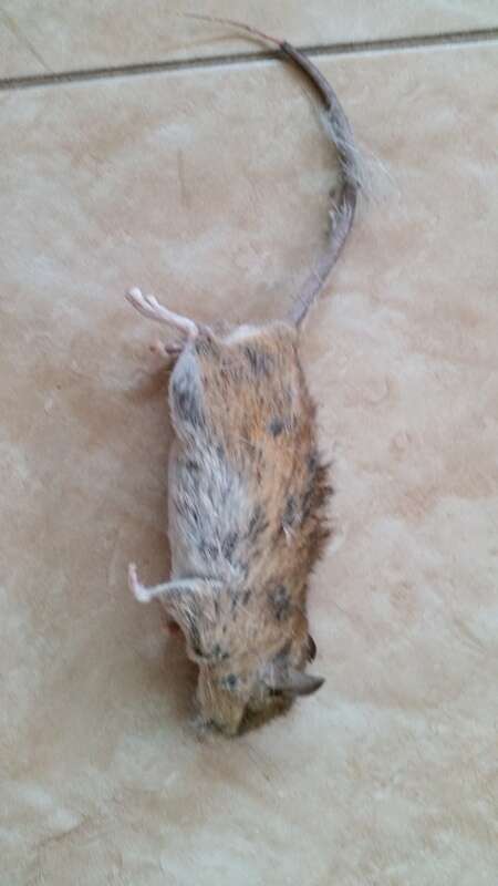 Image of Red Rock Rat