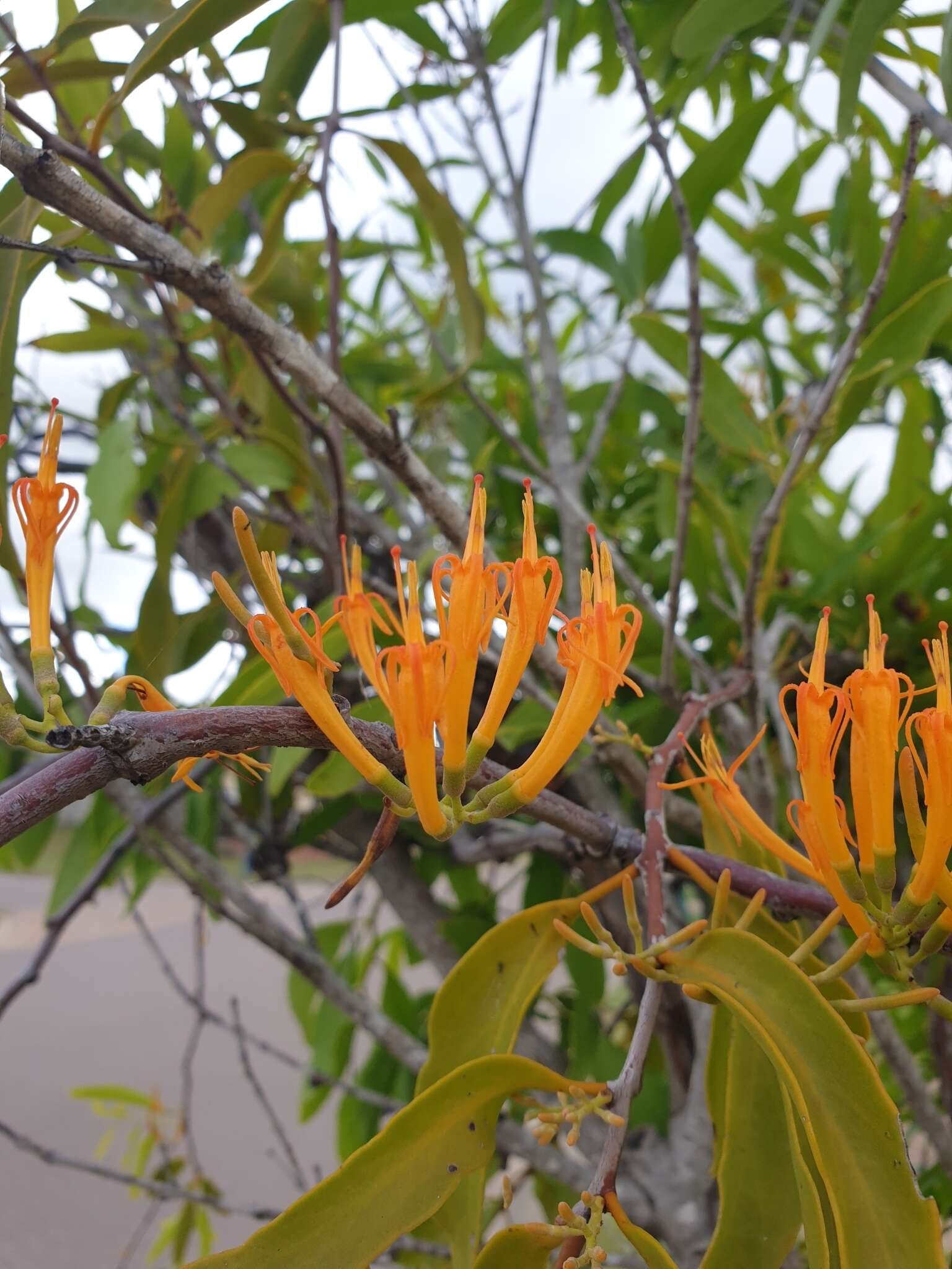 Image of Dendrophthoe vitellina (F. Müll.) Tieghem