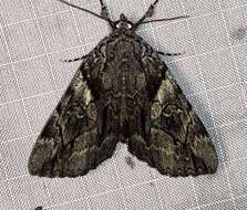 Image of Wonderful Underwing