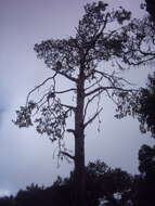 Image of Mulanje Cedar