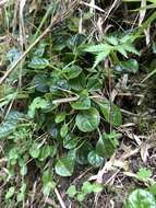 Image of Pyrola morrisonensis (Hayata) Hayata