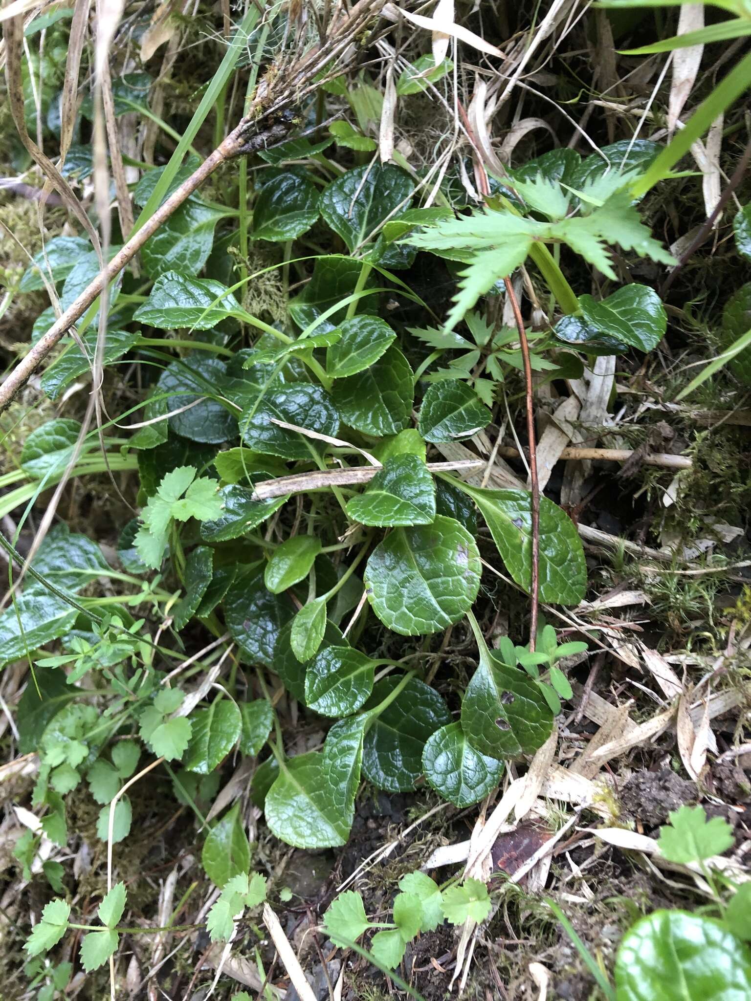 Image of Pyrola morrisonensis (Hayata) Hayata