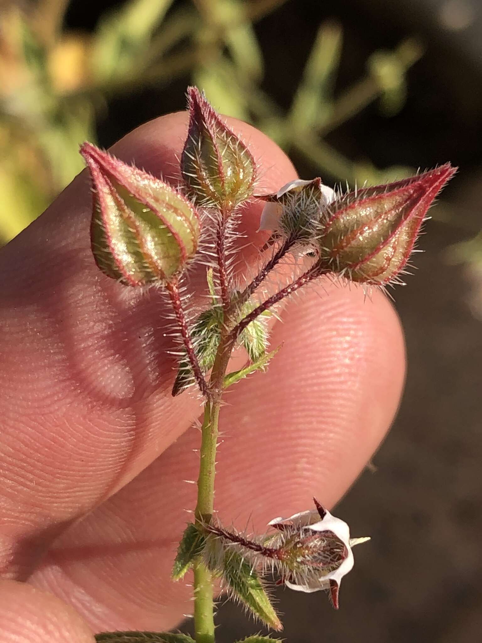 Image de Trichodesma africanum (L.) R. Br.