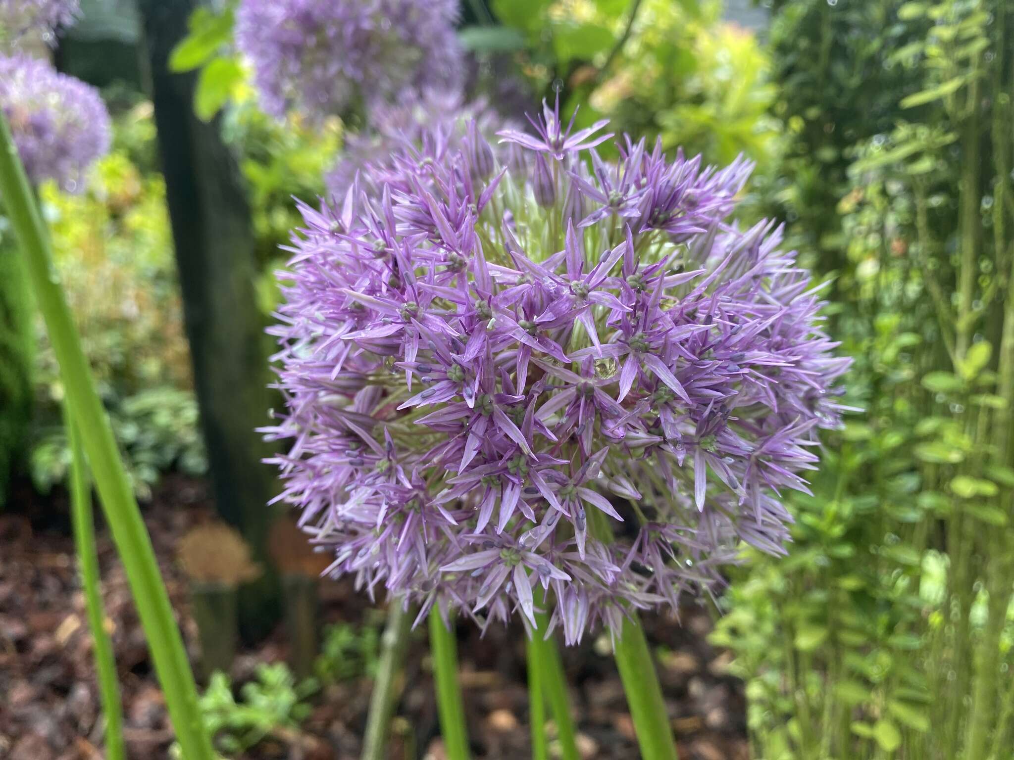 Image of Persian onion