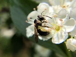 Image of Nude Andrena