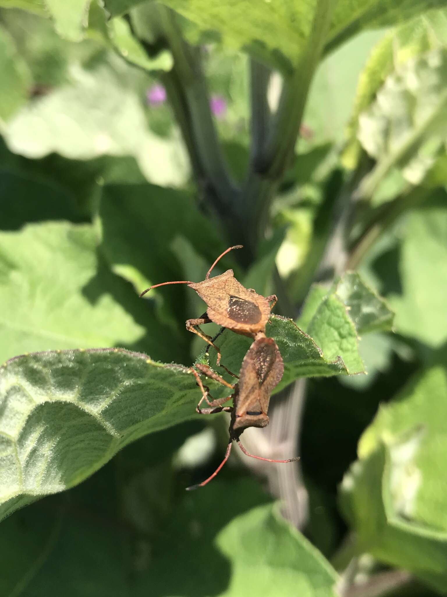 Imagem de Coreus marginatus marginatus (Linnaeus 1758)