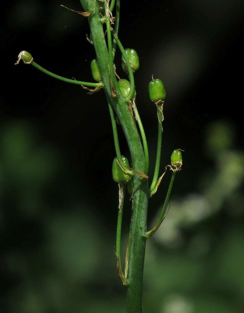 Image of Ornithogalum sphaerocarpum A. Kern.