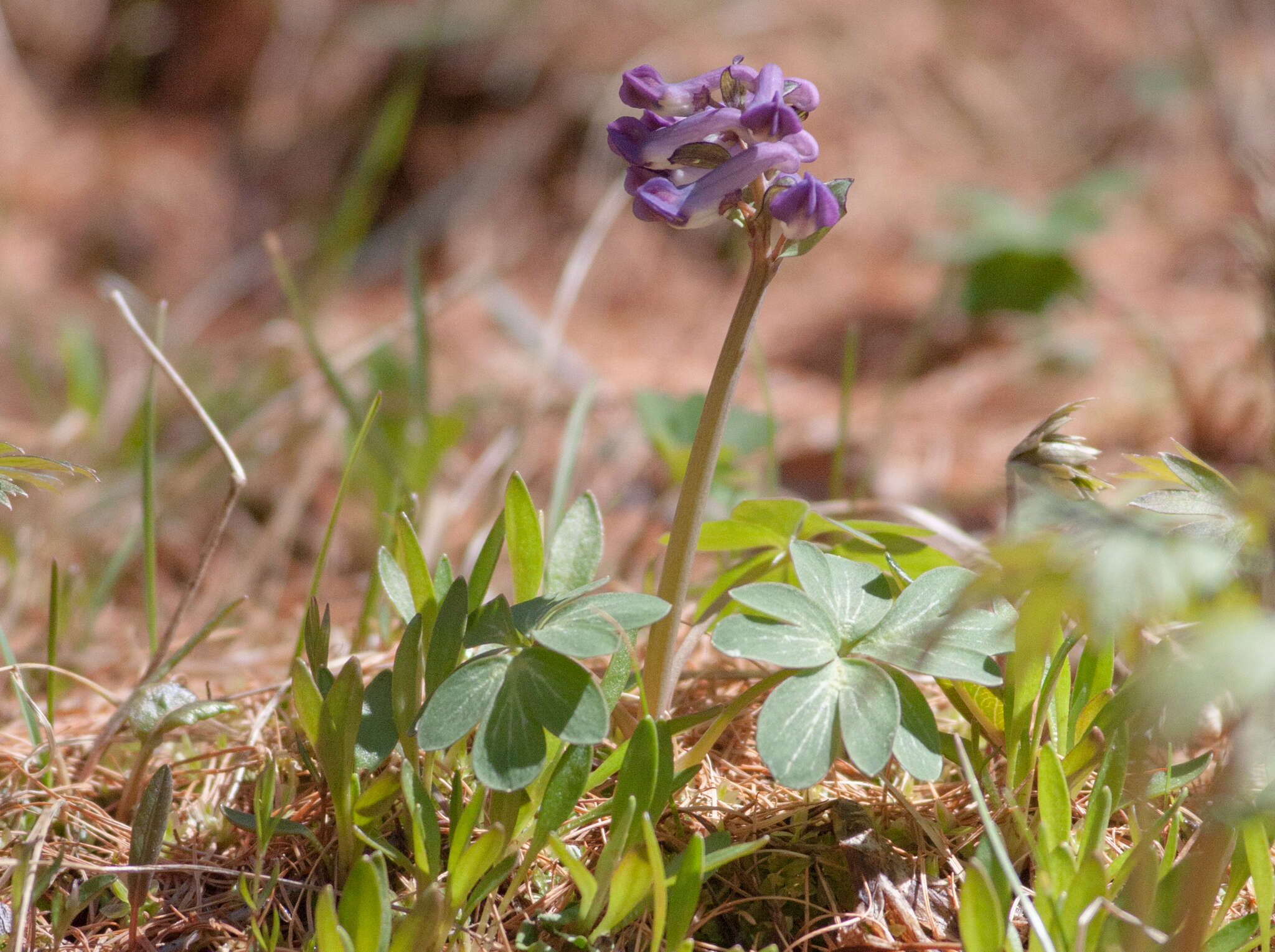 Imagem de Corydalis pauciflora (Willd.) Pers.