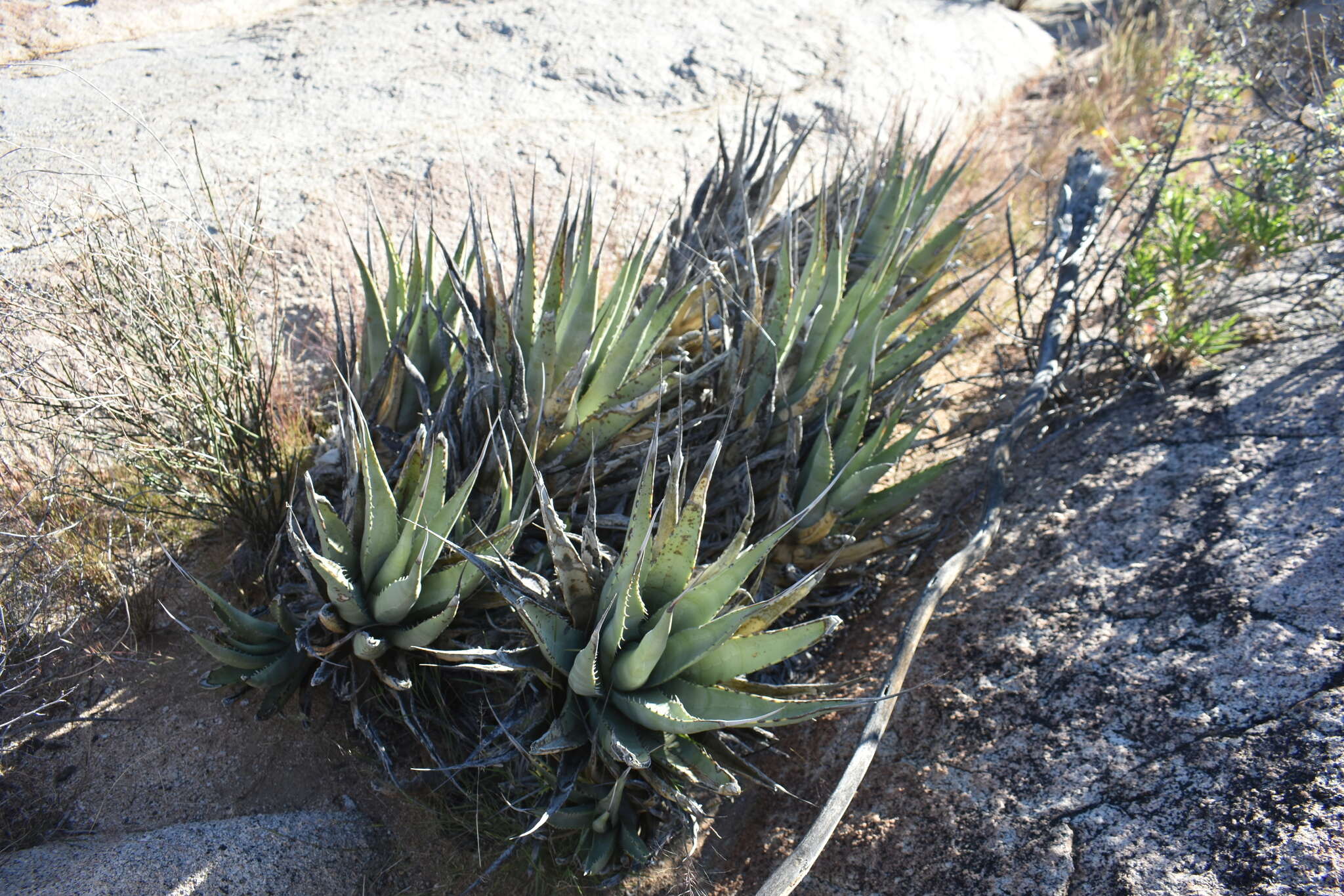 Agave cerulata subsp. cerulata resmi