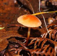 Image of Marasmius elegans (Cleland) Grgur. 1997