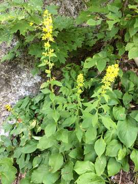 Image of stout goldenrod