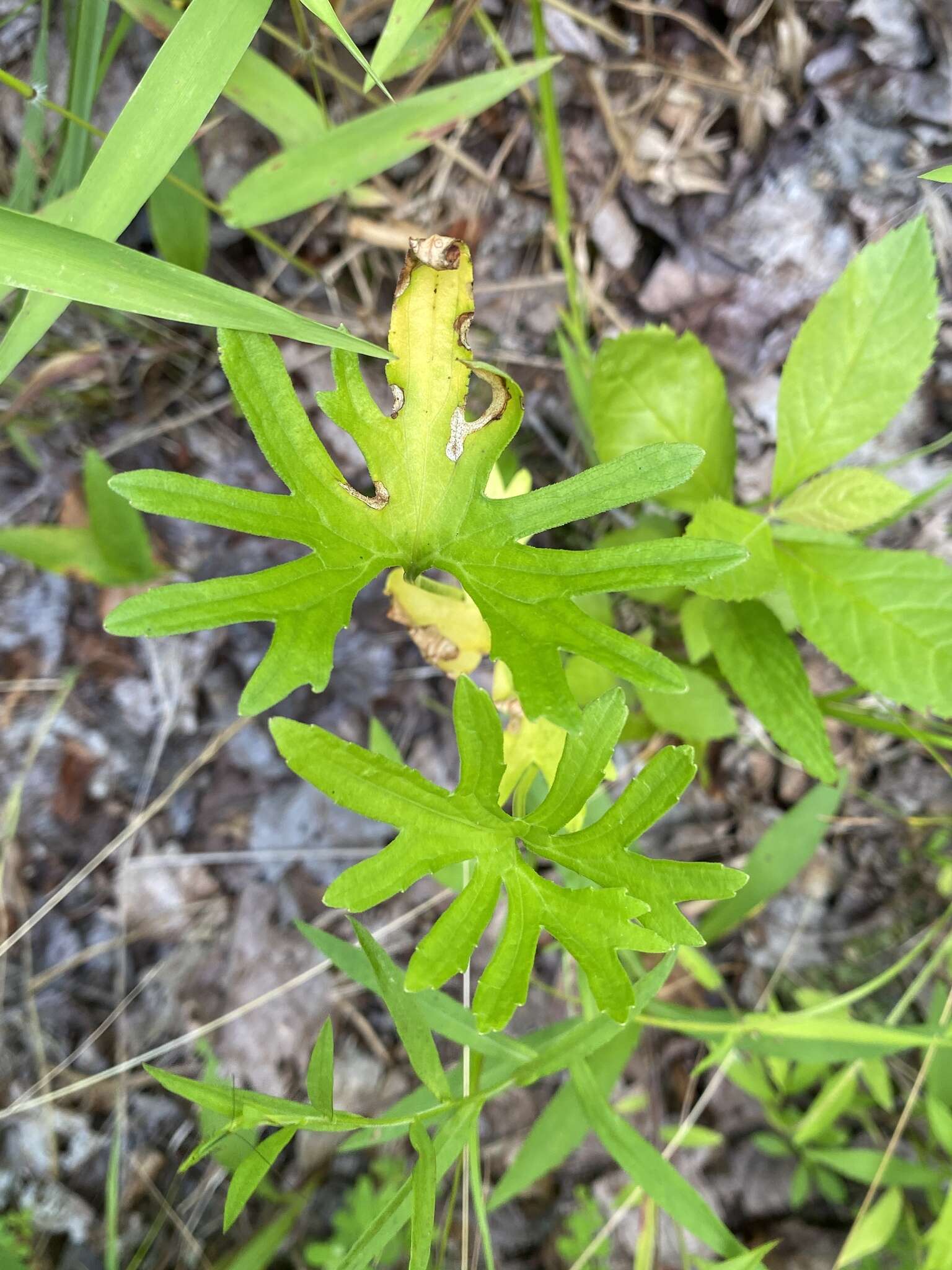 Image of Northern Coastal Violet