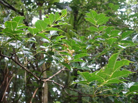 Image of Staphylea japonica (Thunb.) Mabb.