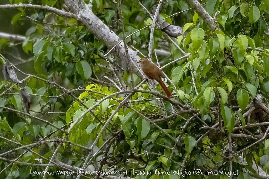 Image of Pallid Spinetail