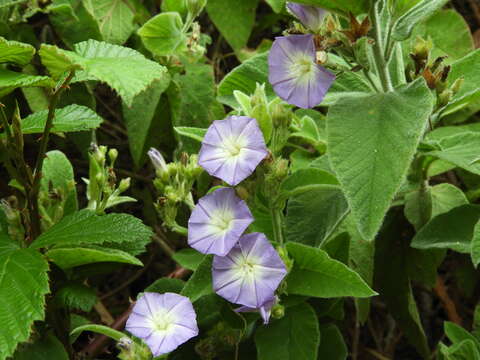 Image of Convolvulus canariensis L.