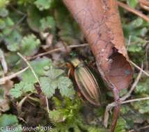 Imagem de Carabus (Tachypus) auratus Linnaeus 1760