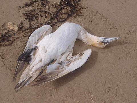 Image of Australasian Gannet