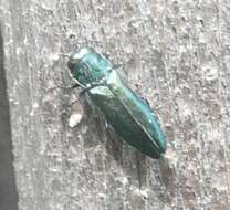 Image of Metallic wood-boring beetle