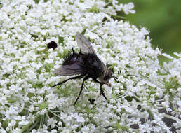 صورة Juriniopsis adusta (Wulp 1890)