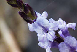 Image of Lavandula rotundifolia Benth.