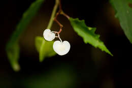 Image of Begonia isoptera Dryand. ex Sm.