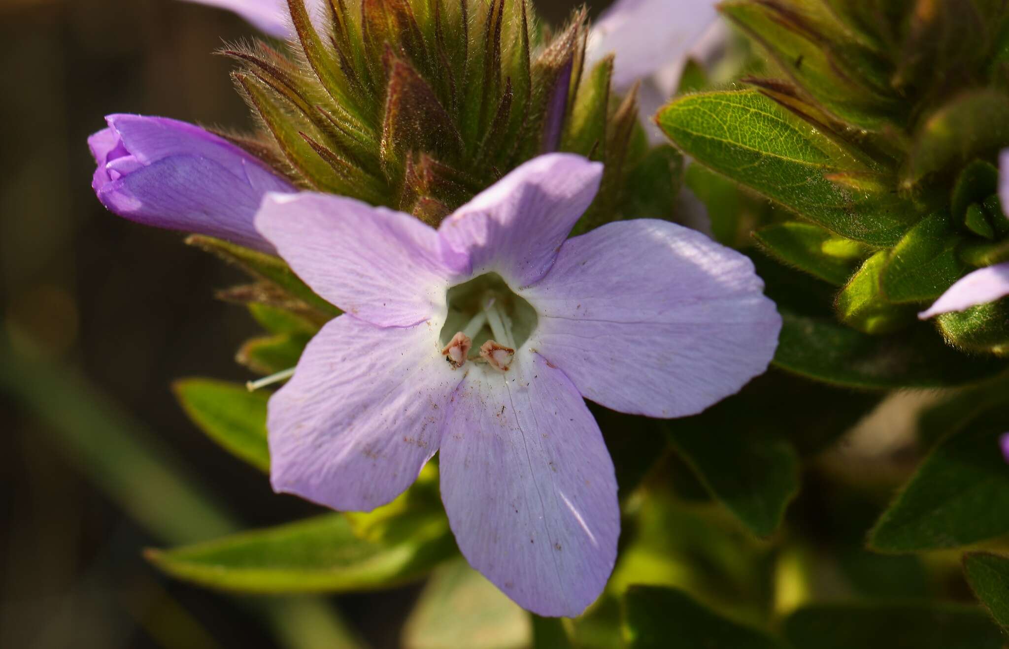 Plancia ëd Barleria monticola Oberm.