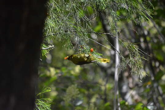 Image of Bell Miner