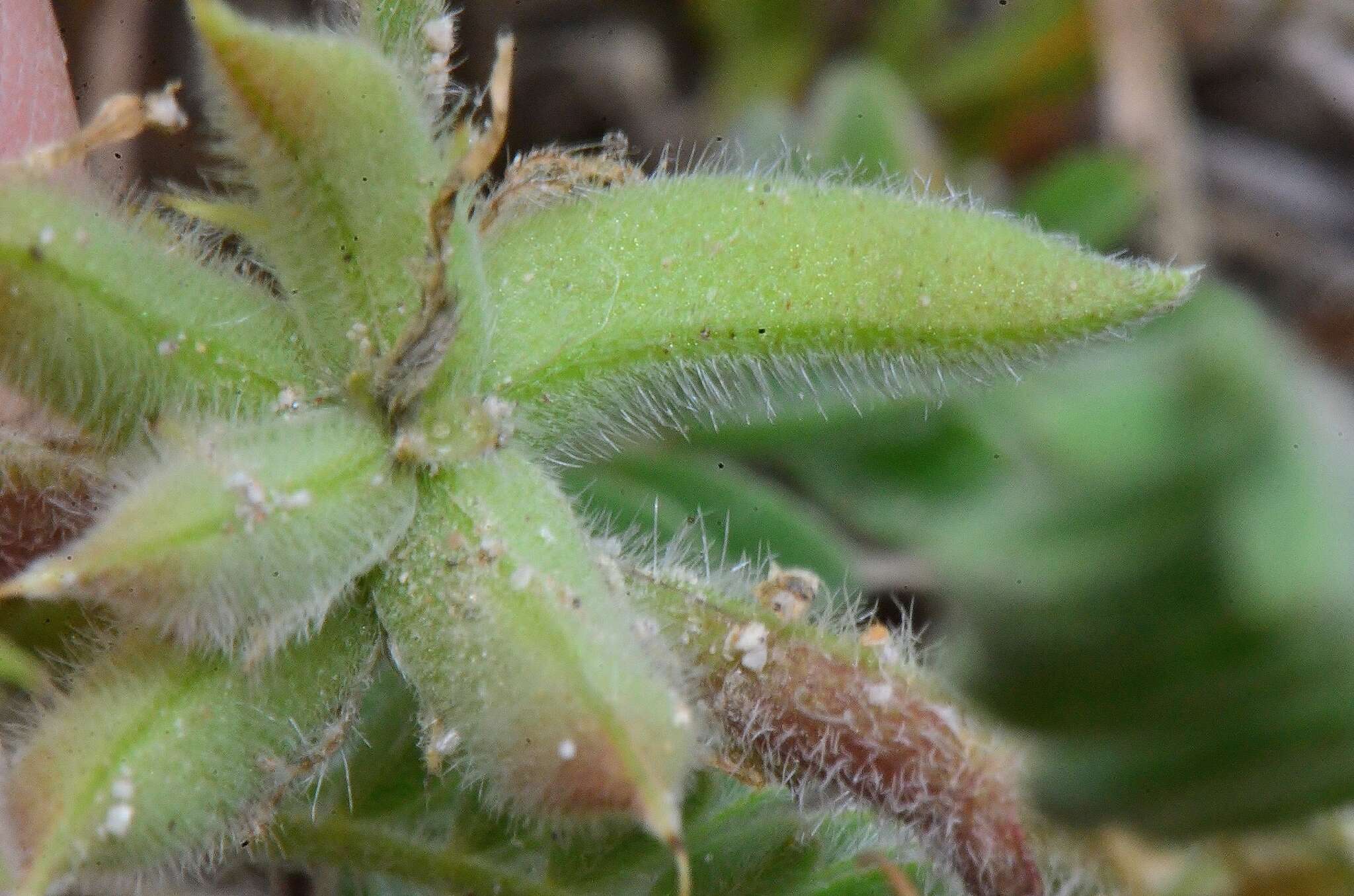 Imagem de Astragalus sesameus L.