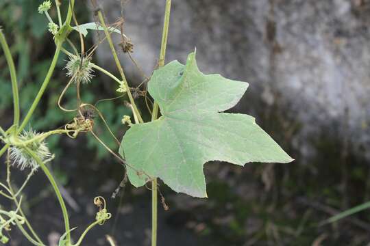 Image of Sicyos microphyllos Kunth