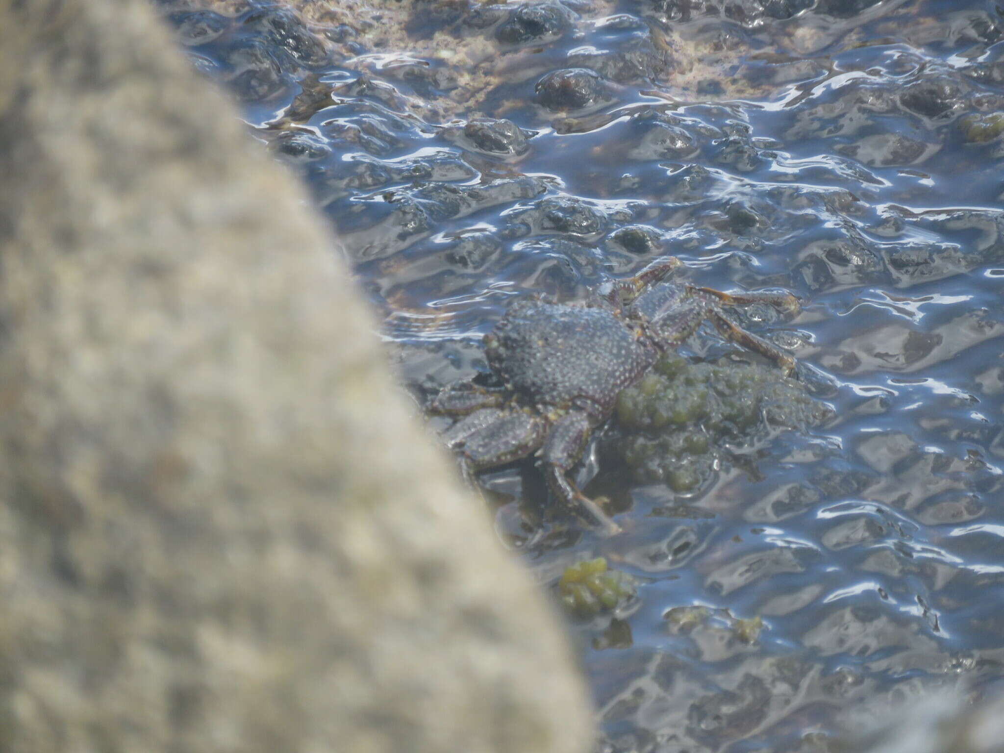 Image of scaly rock crab