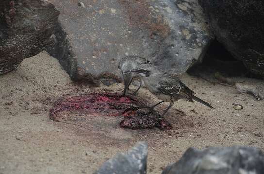 Image of Espanola Mockingbird