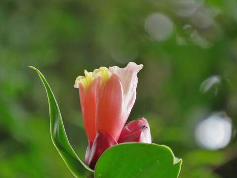 Image of Costus atlanticus