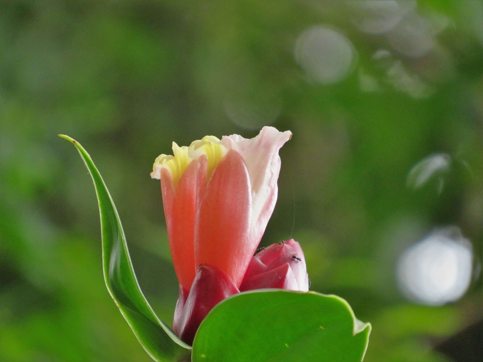 Image of Costus atlanticus