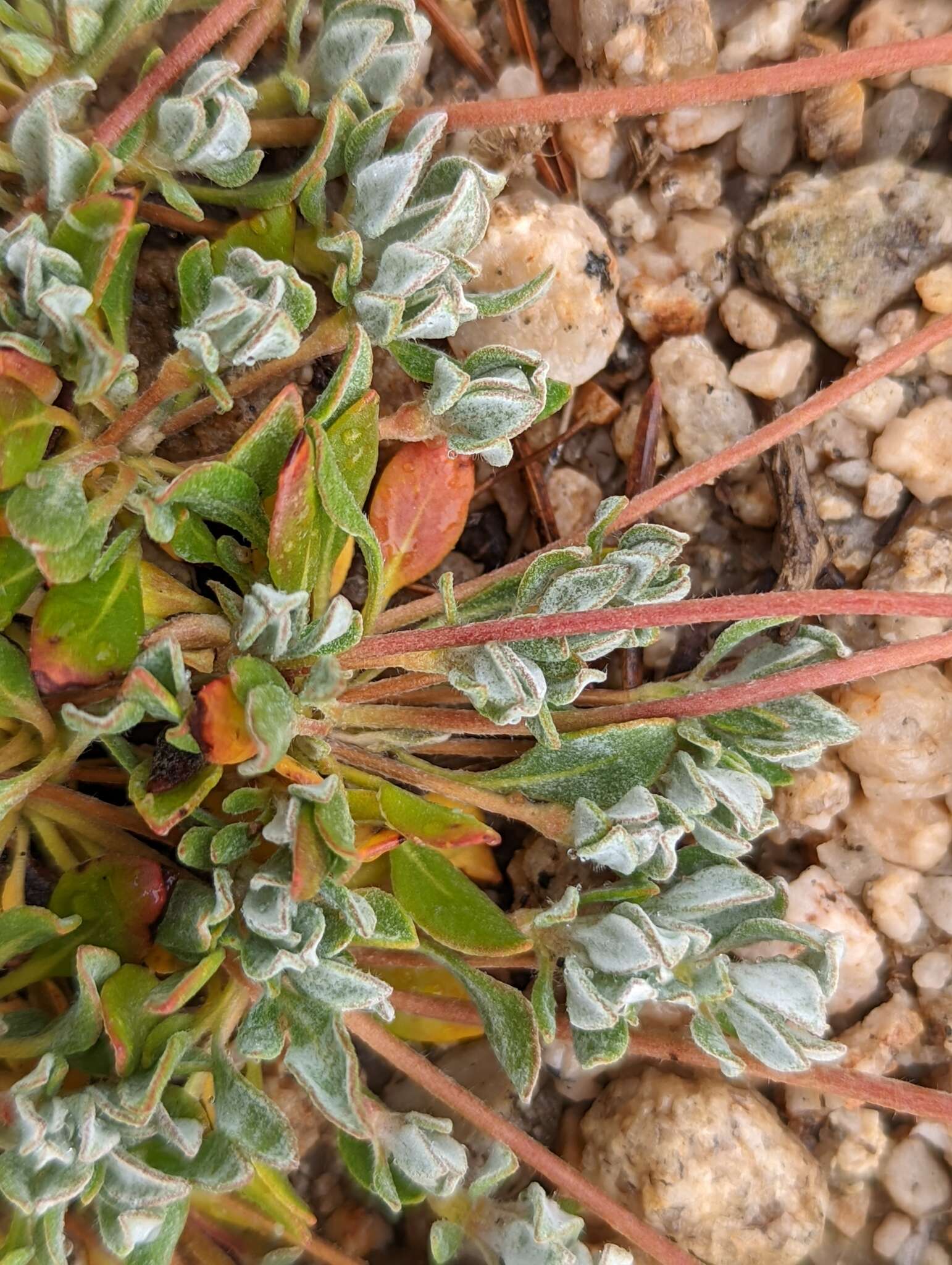 Image of sulphur-flower buckwheat