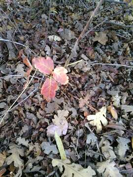 Image of Pacific poison oak