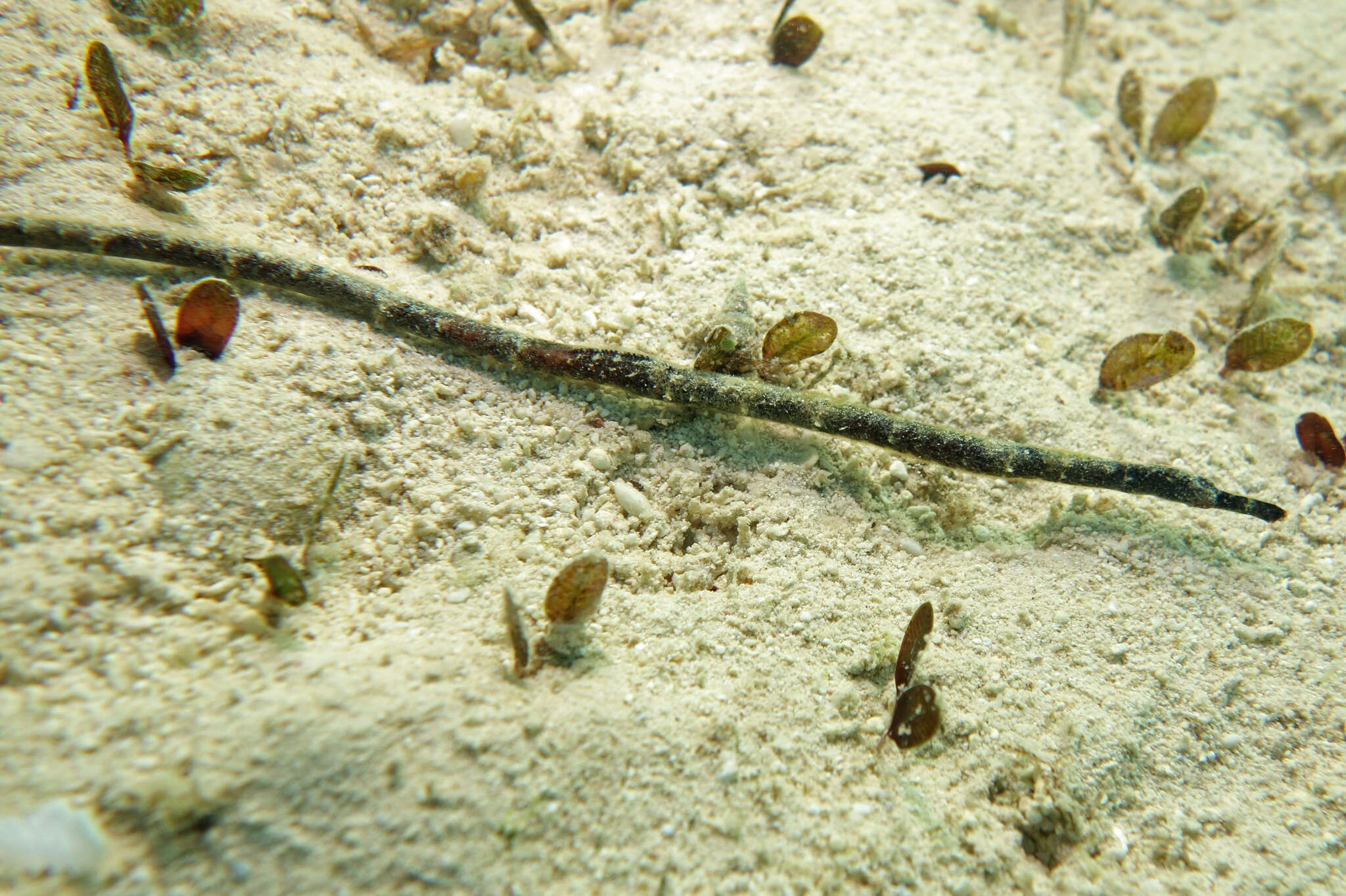 Image of Longnose pipefish