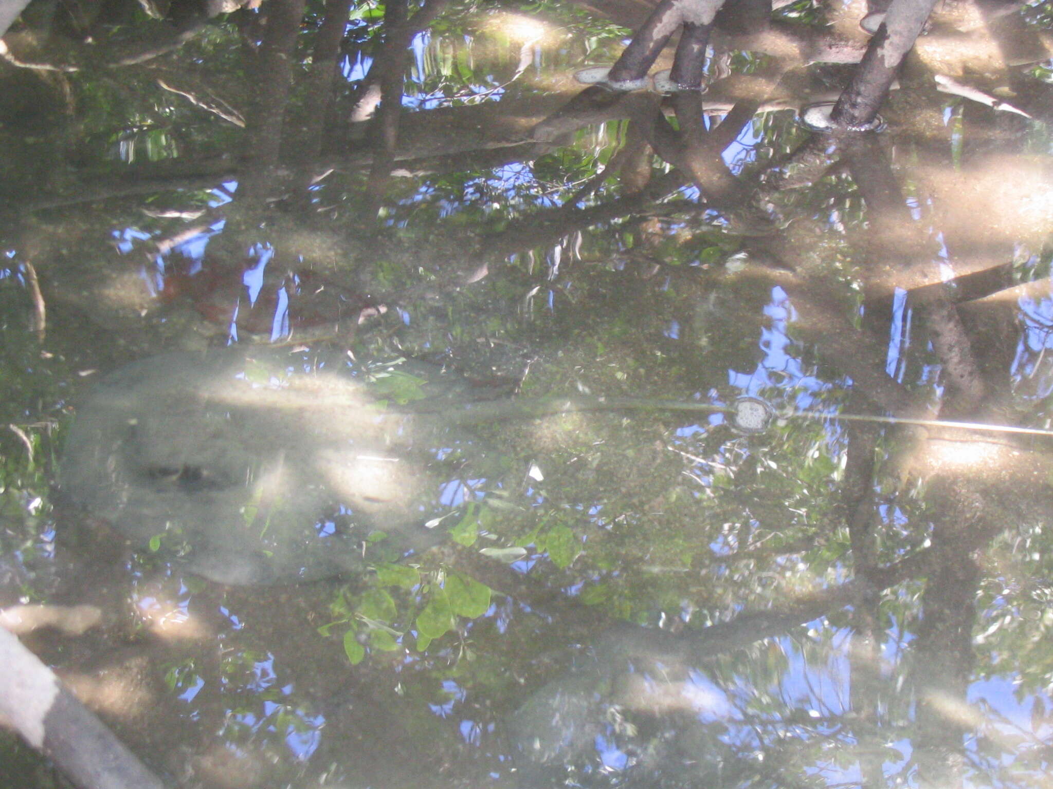 Image of MacLeay's Coachwhip Ray