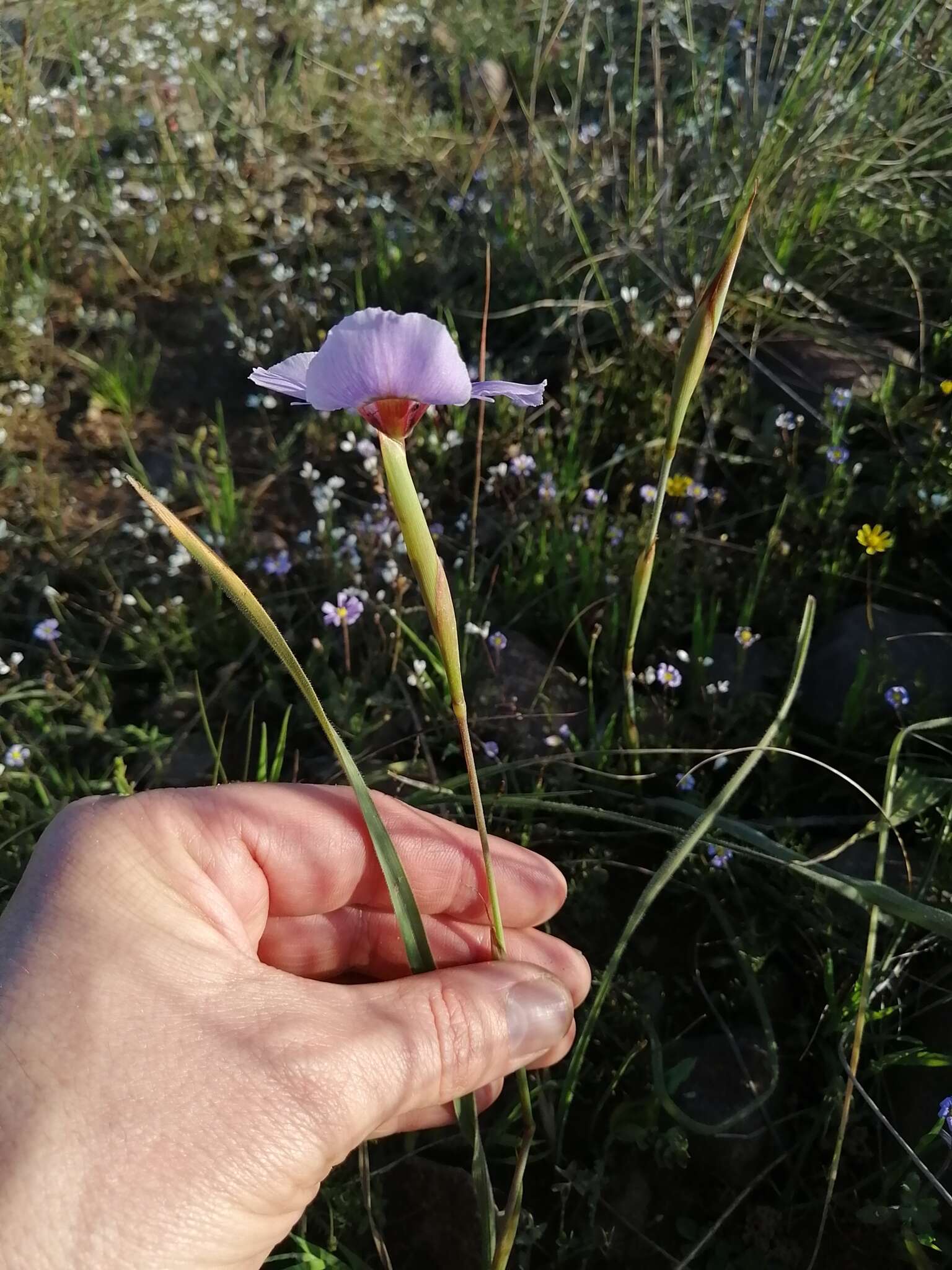 Image of Peacock moraea