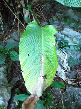 Image of rattlesnake plant