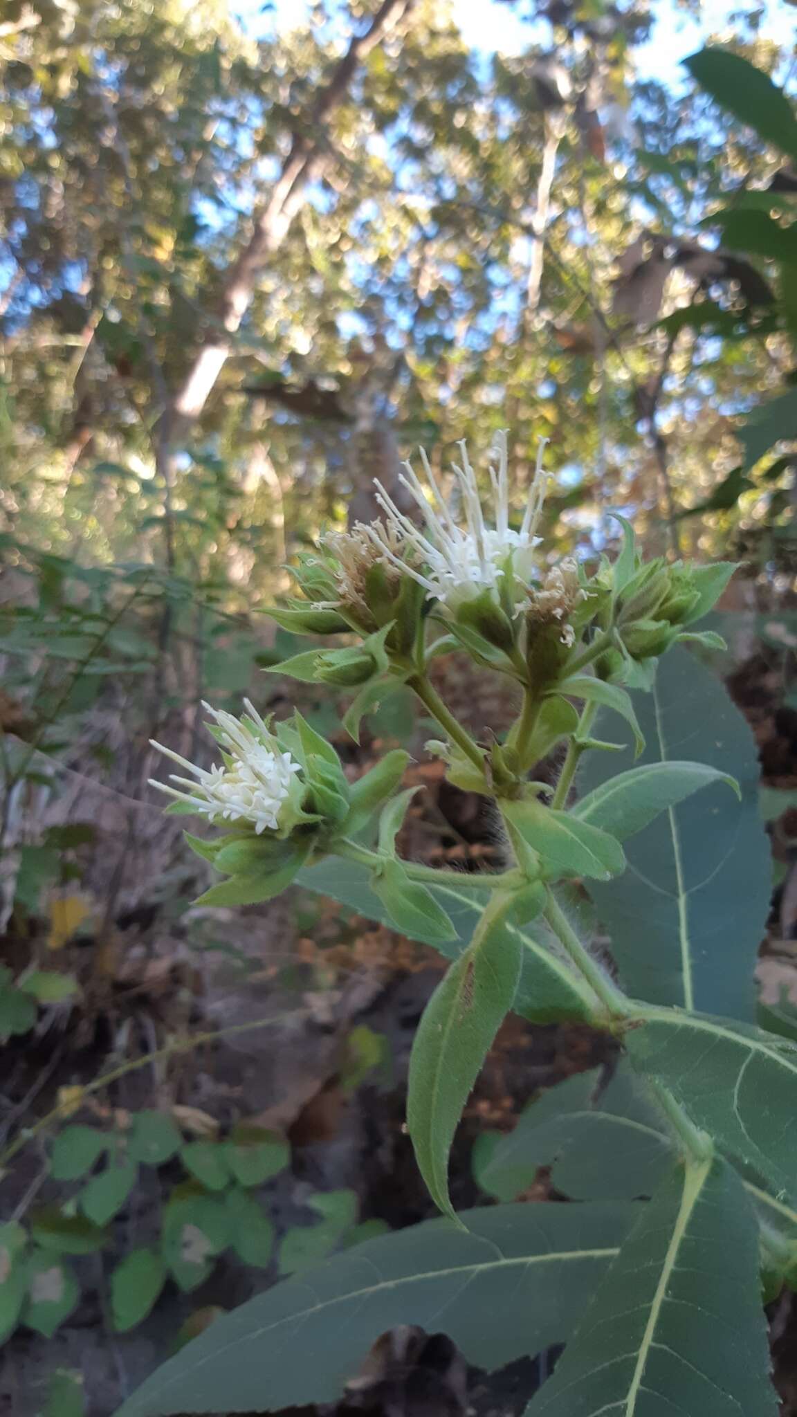 Image of Lagascea helianthifolia Kunth