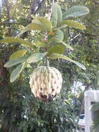 Sivun Annona macroprophyllata Donn. Sm. kuva