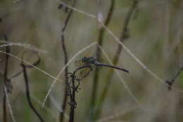 Imagem de Erpetogomphus viperinus Selys 1868