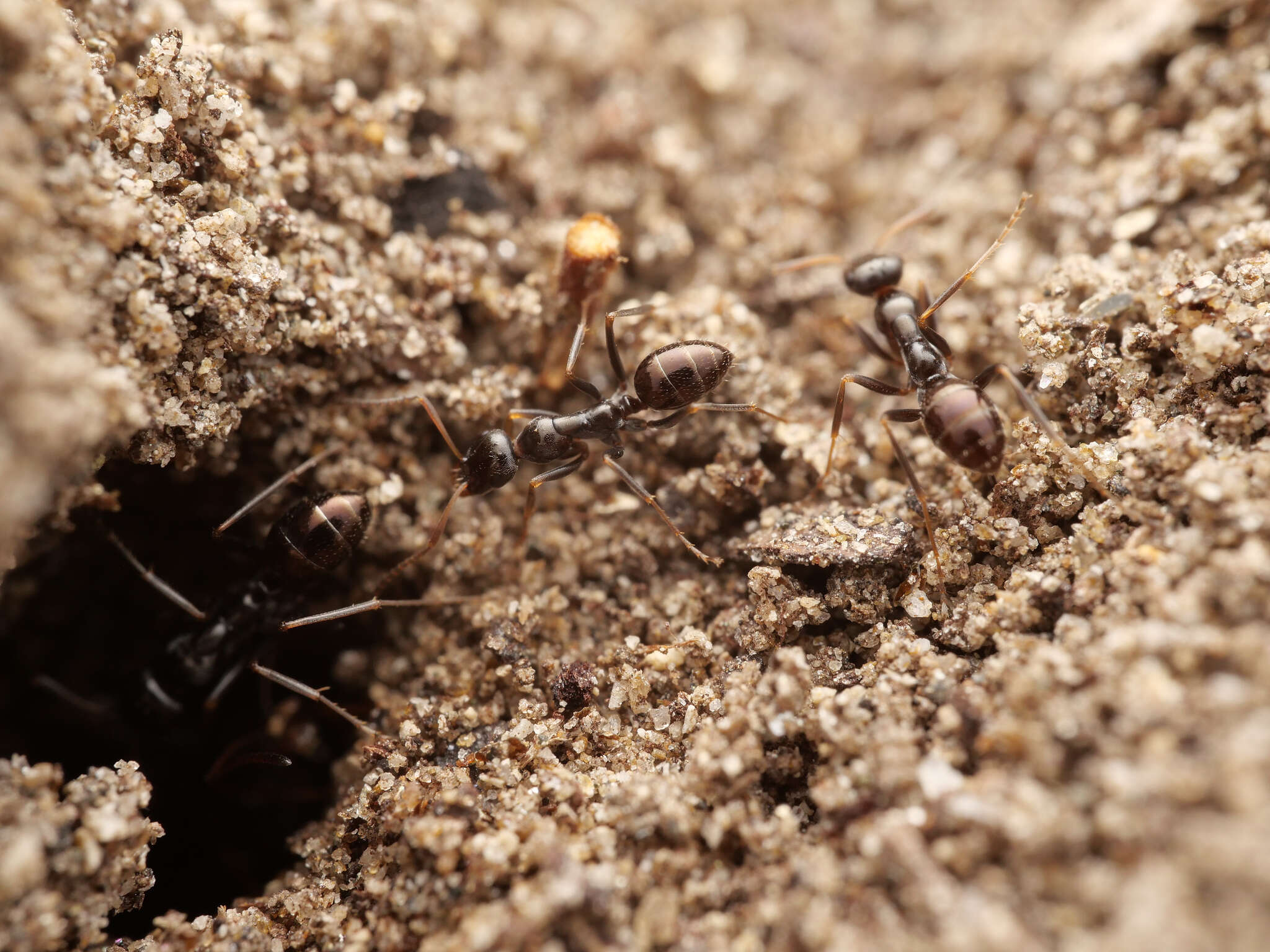 Image of Proformica striaticeps (Forel 1911)