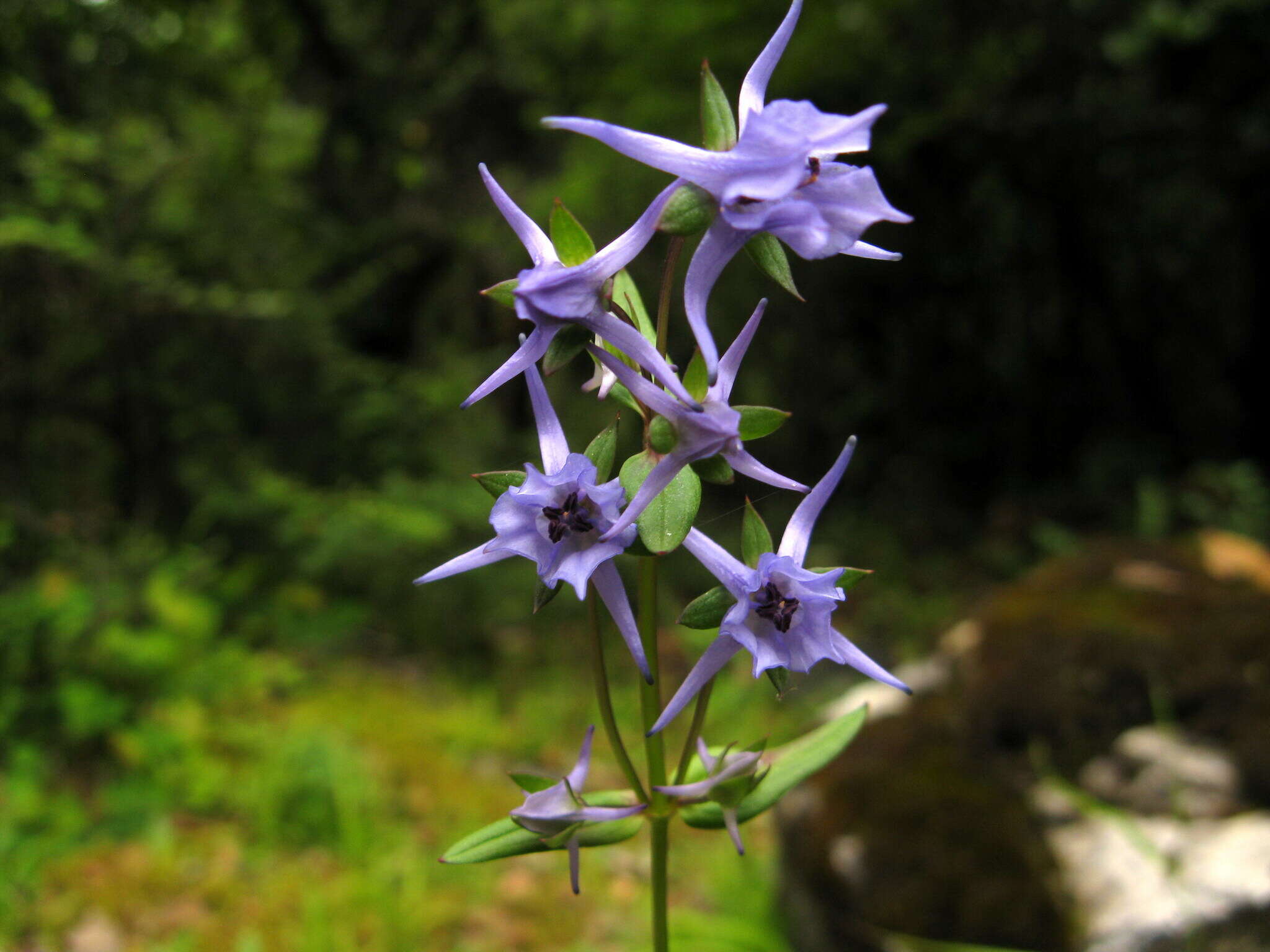 Image of Halenia elliptica D. Don