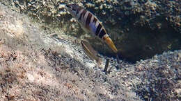 Image of Ocellated Wrasse